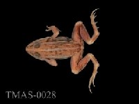 Dark-spotted frog Collection Image, Figure 6, Total 13 Figures